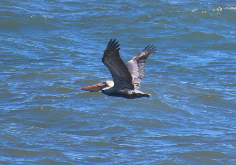 Brown Pelican (Atlantic) - Karen Lebing
