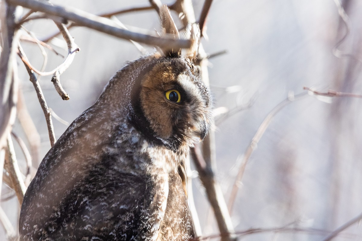 Long-eared Owl - Thomas Carlile