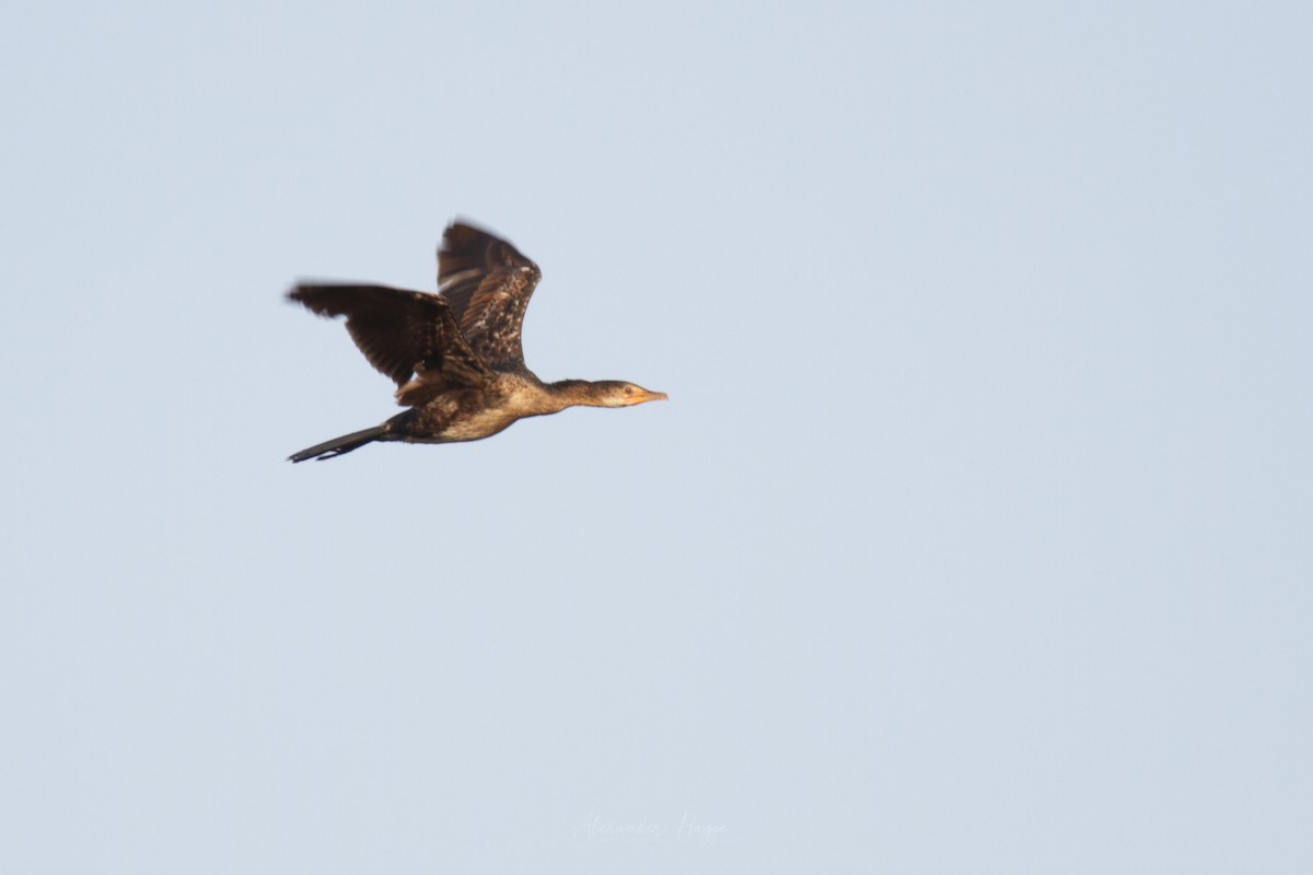 Long-tailed Cormorant - ML300926811