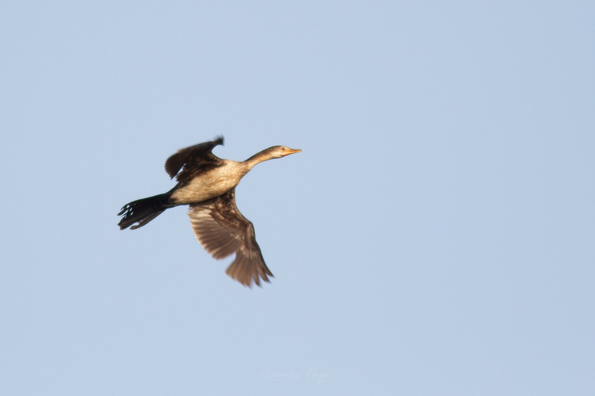 Long-tailed Cormorant - Alexander Hagge