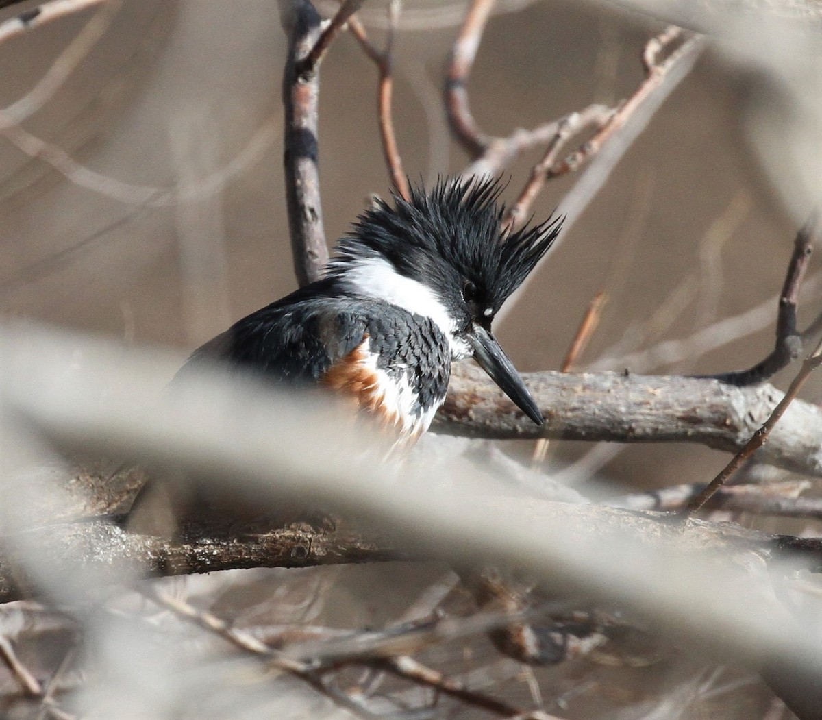 Belted Kingfisher - ML300933561