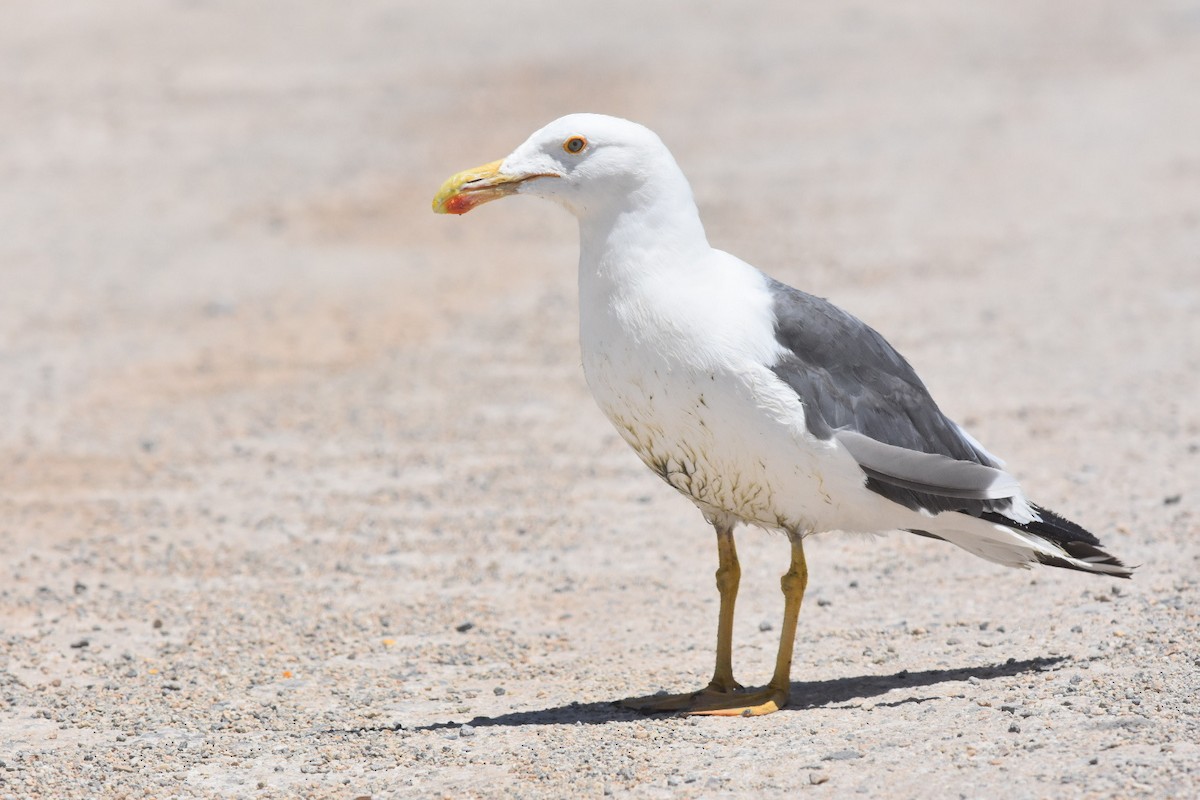 Yellow-footed Gull - ML300933641