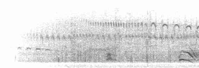 sokolík kropenatý - ML300938