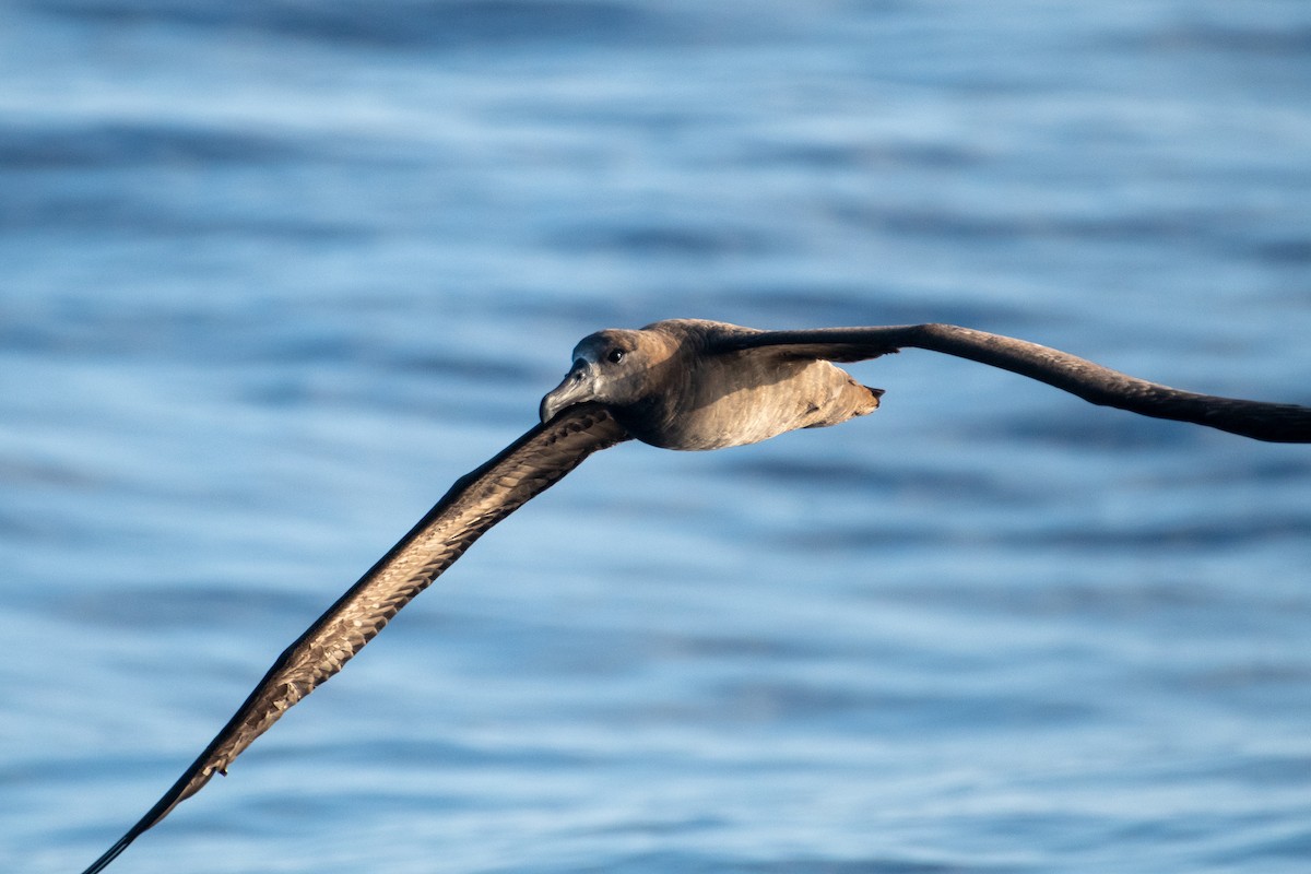 Black-footed Albatross - ML300938791