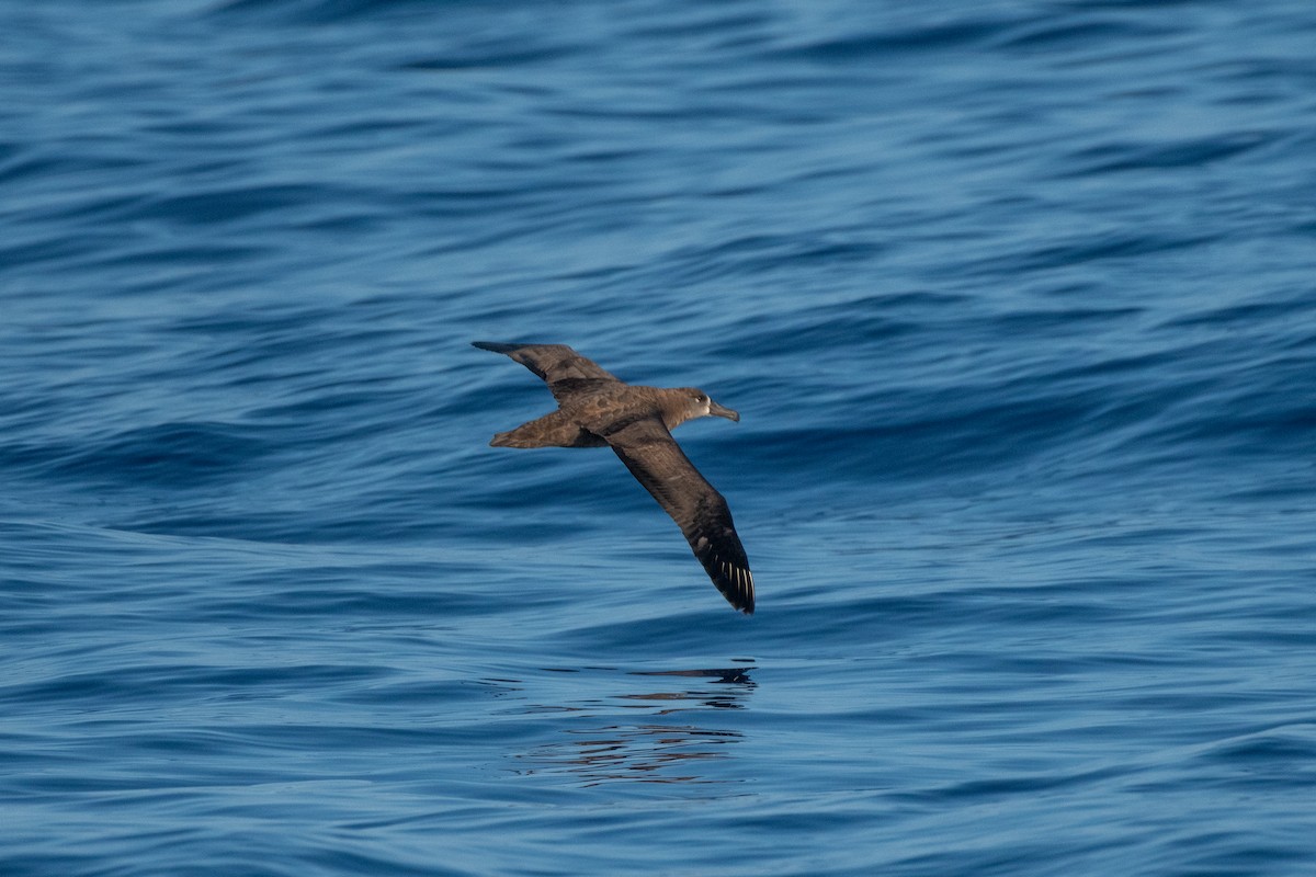 Black-footed Albatross - ML300938851