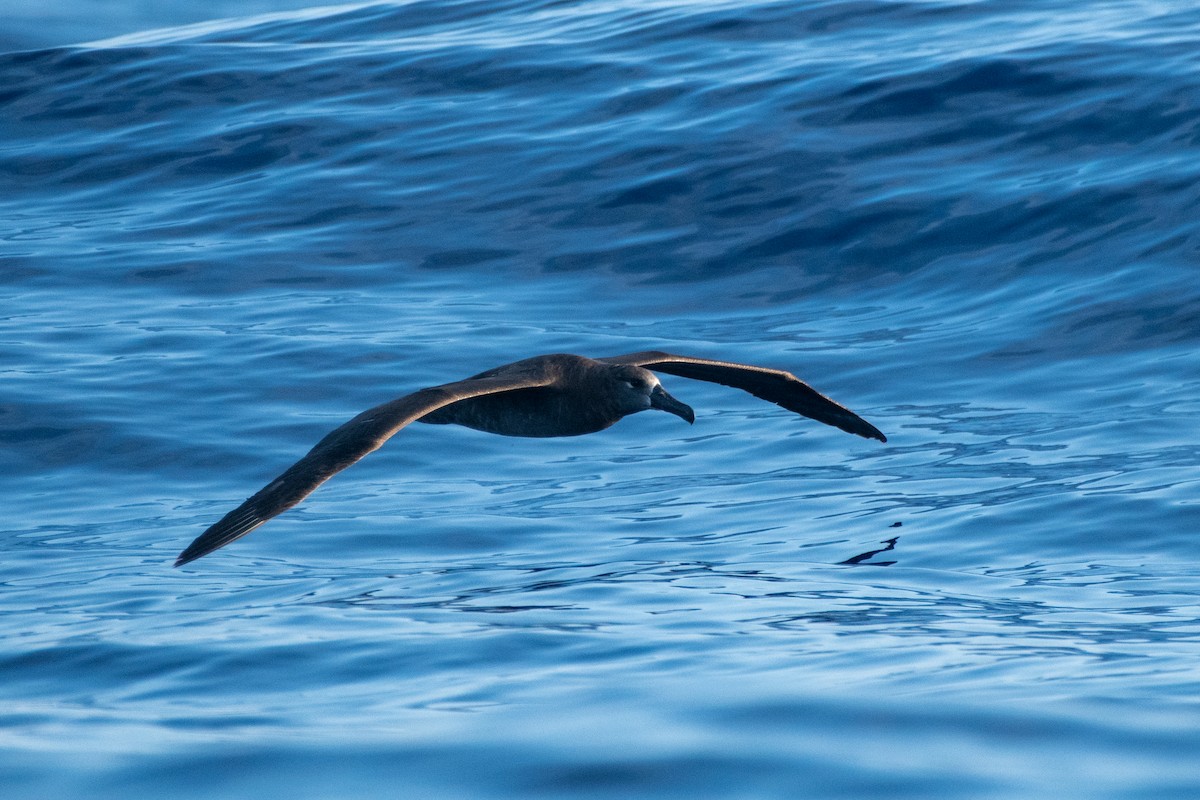 Black-footed Albatross - ML300938911