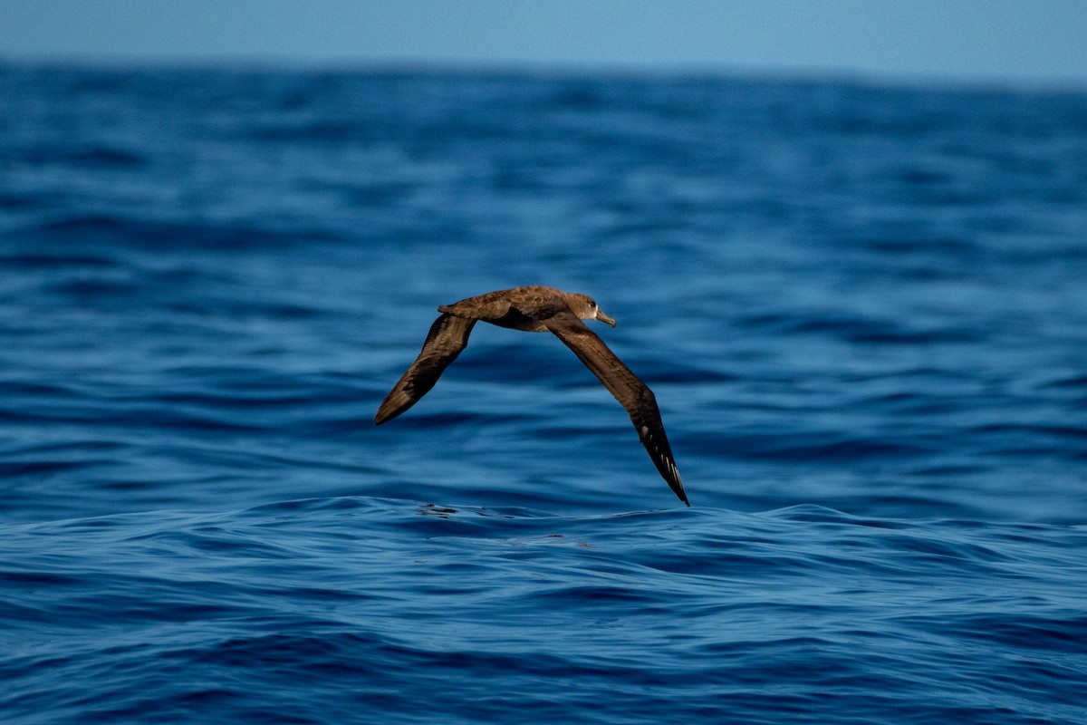 Black-footed Albatross - ML300938931
