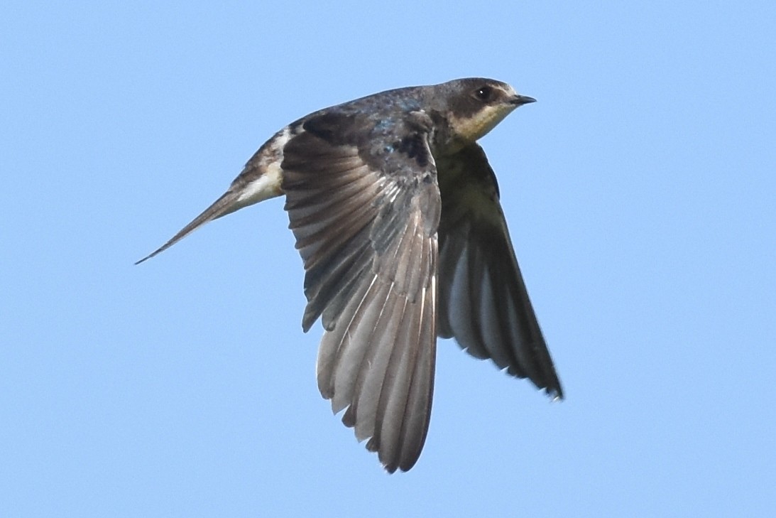 Barn Swallow - Andrew Dobson