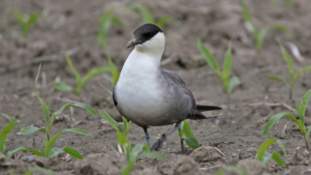 Long-tailed Jaeger - ML30094371