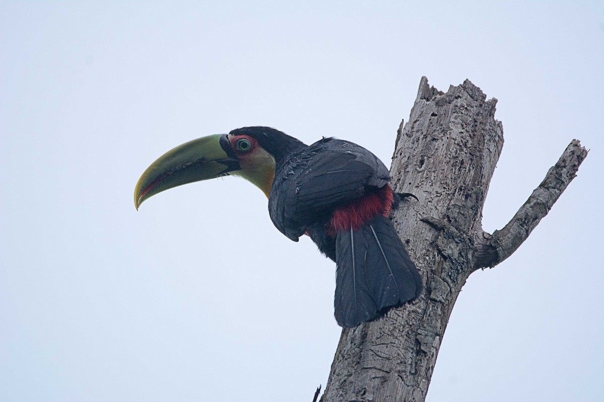 Red-breasted Toucan - LUCIANO BERNARDES