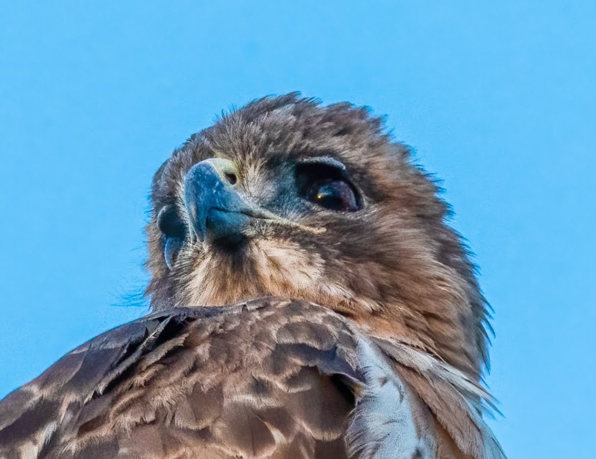 Red-tailed Hawk - Mark Storey