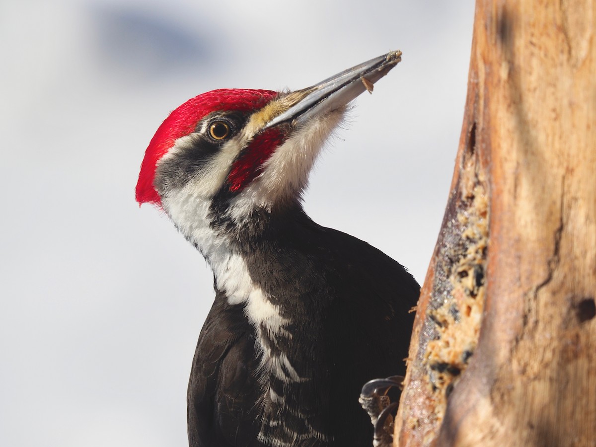 Pileated Woodpecker - ML300953371
