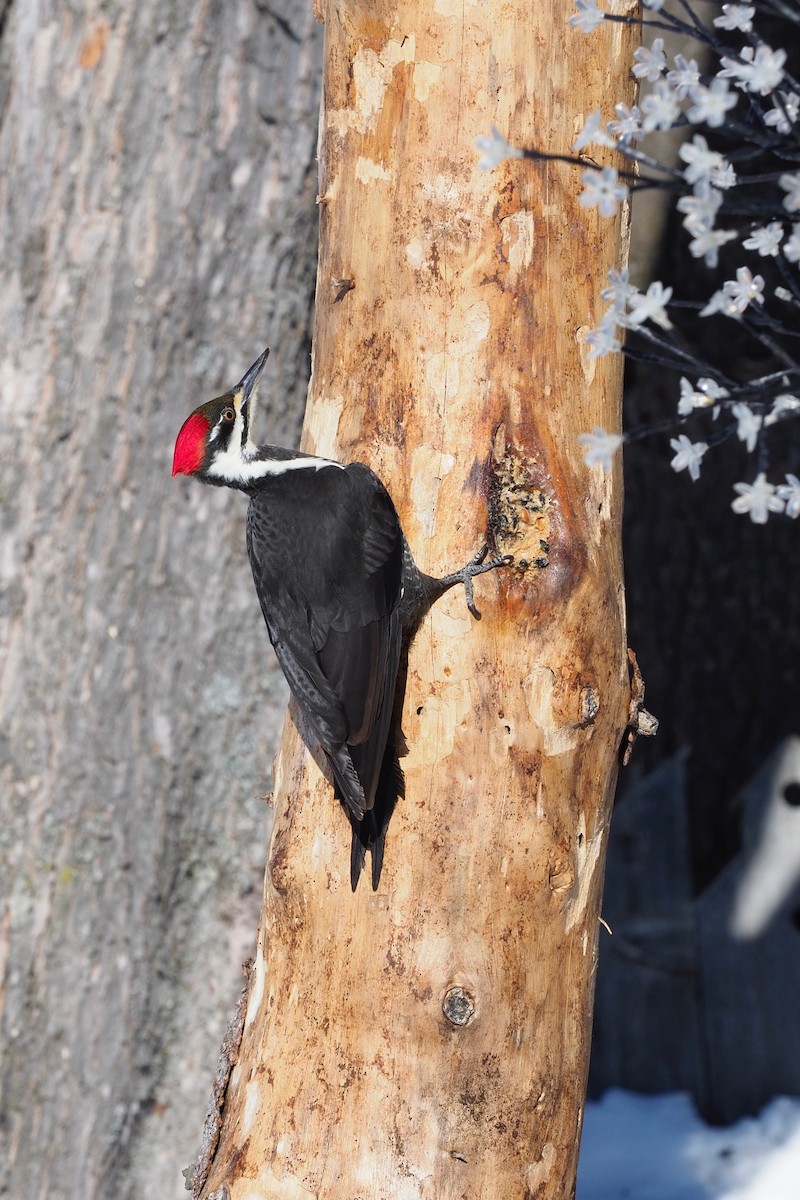 Pileated Woodpecker - Bruce Gates