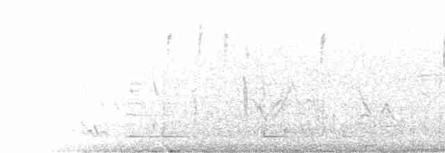 Brushland Tinamou - ML300955