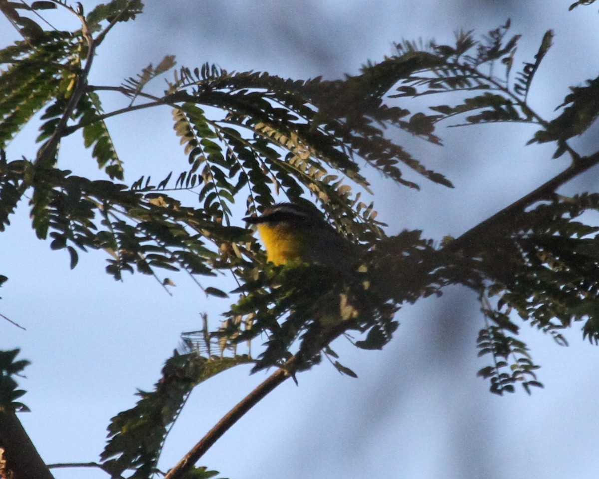 Rufous-capped Warbler - ML300955391
