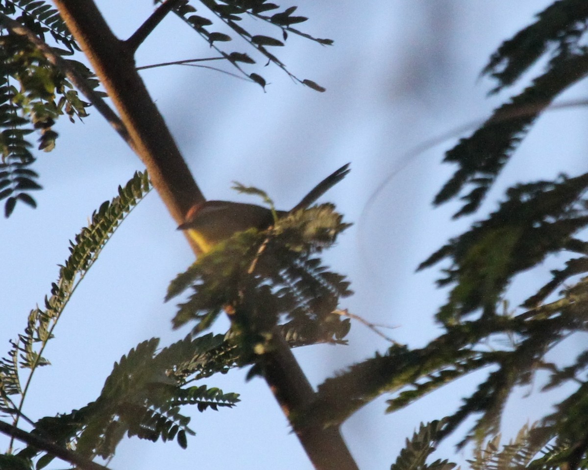 Rufous-capped Warbler - ML300955401