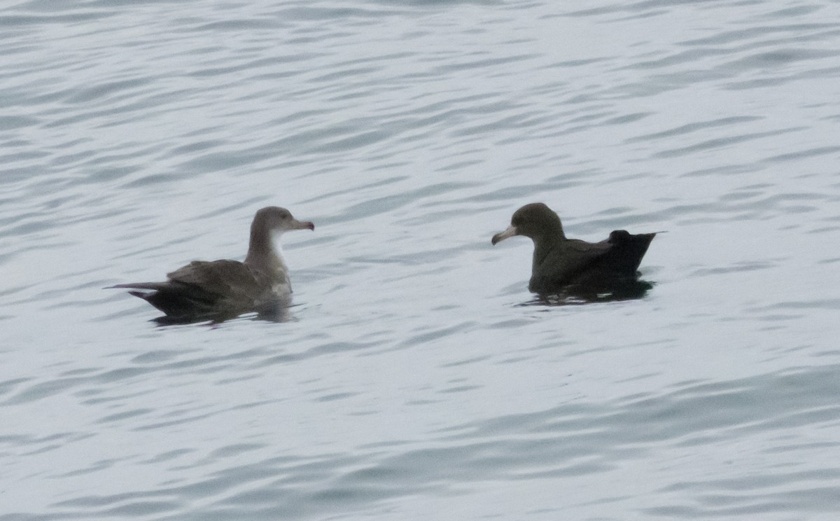 Flesh-footed Shearwater - ML300957651