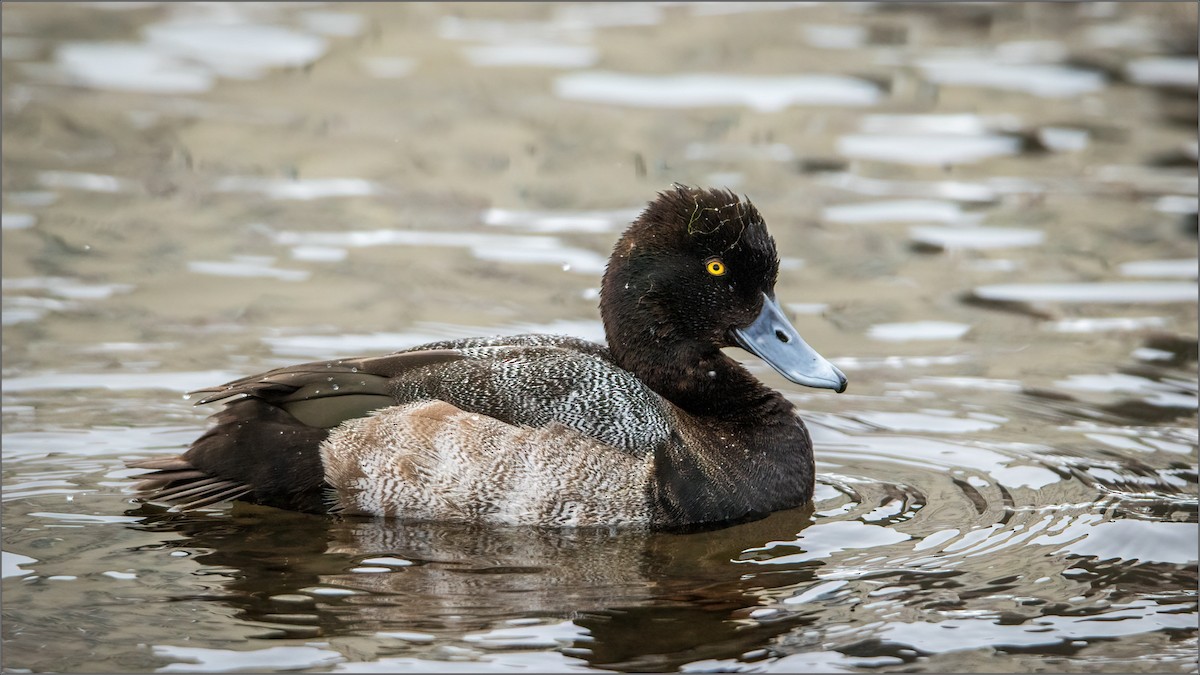 Lesser Scaup - Wesley Howie