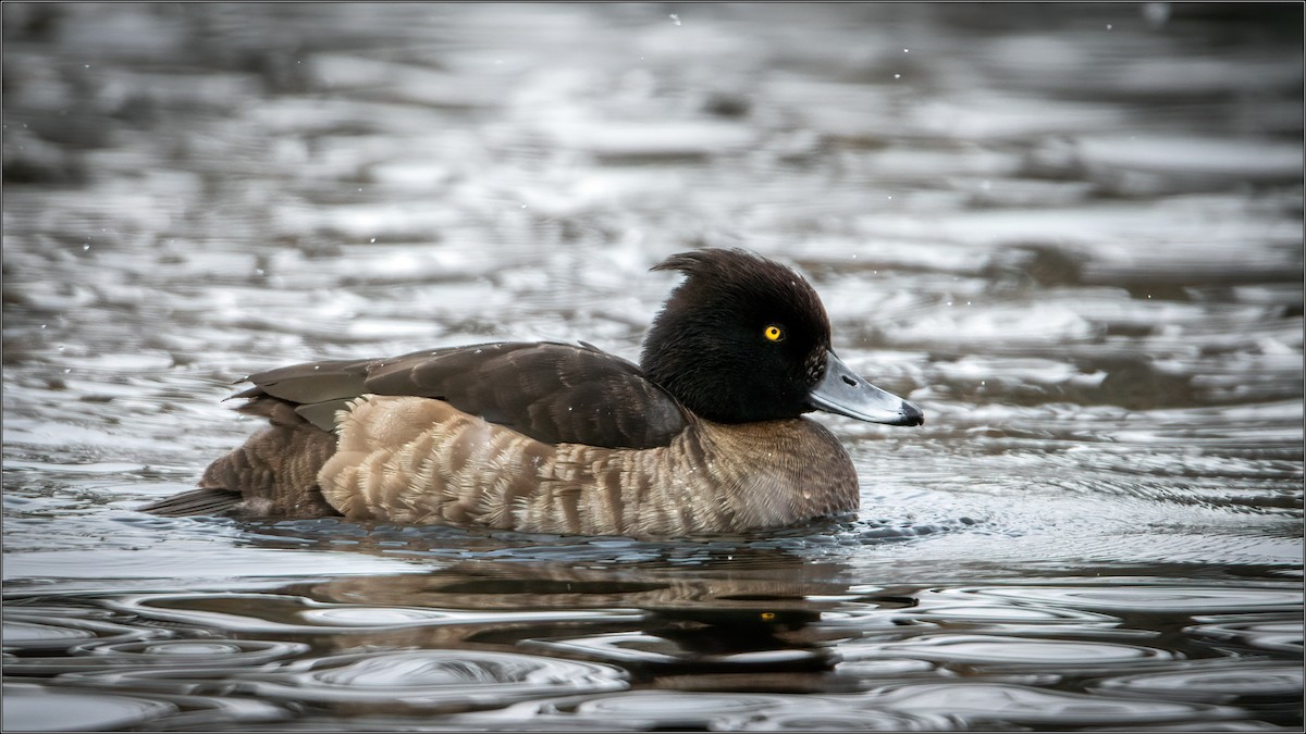 Tufted Duck - ML300959321