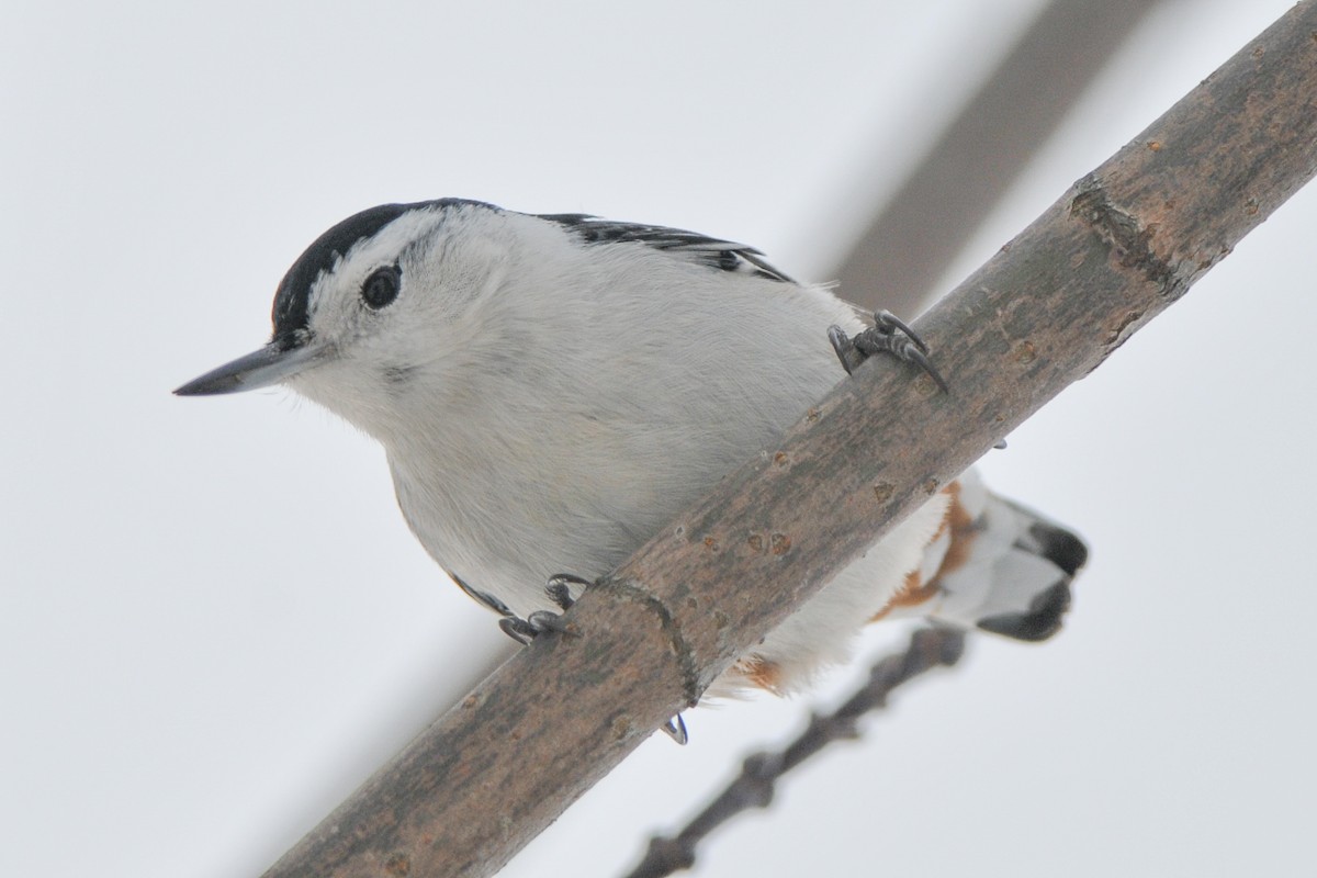 White-breasted Nuthatch - Cory Gregory