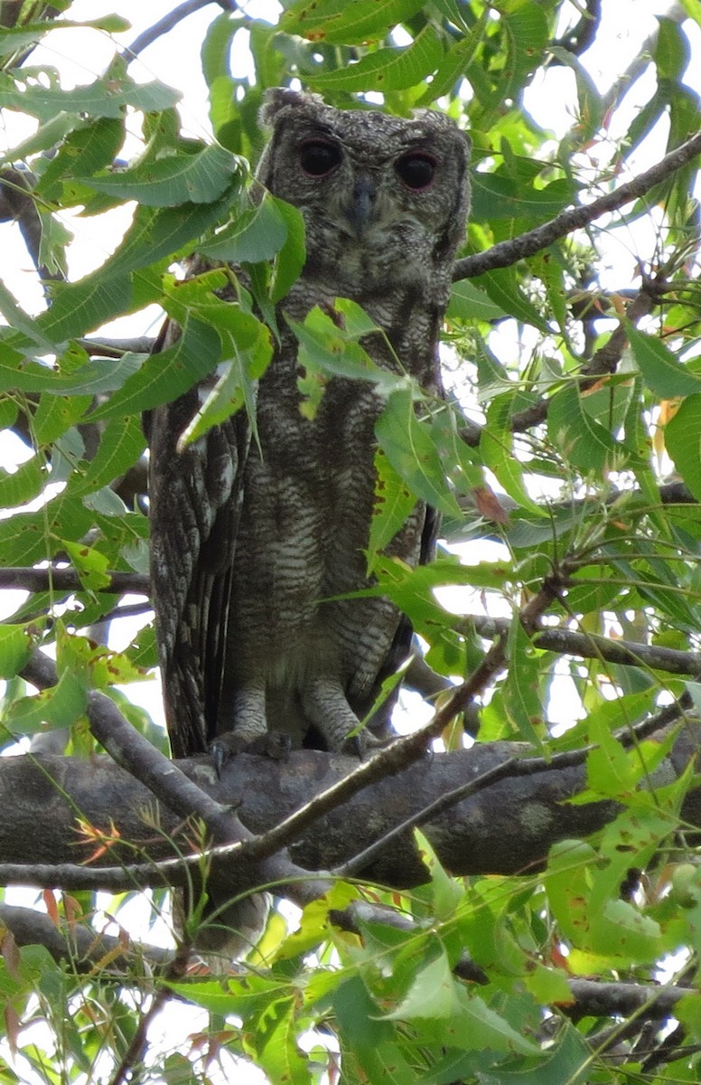 Grayish Eagle-Owl - Rich Hoyer