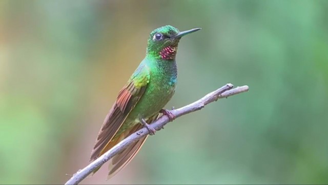 kolibřík brazilský - ML300975851