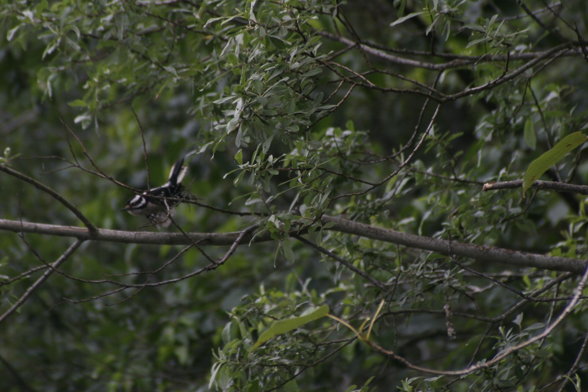 Downy Woodpecker - ML30097591