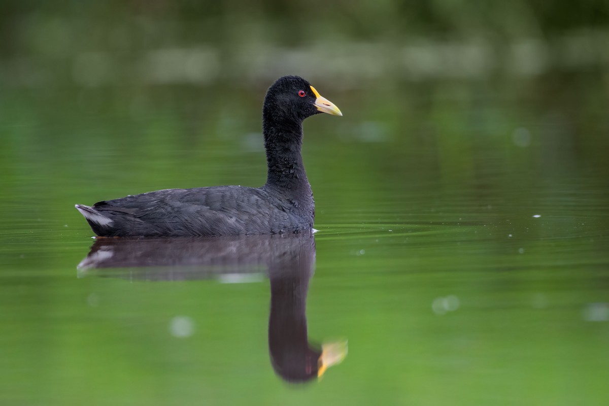 White-winged Coot - ML300979411