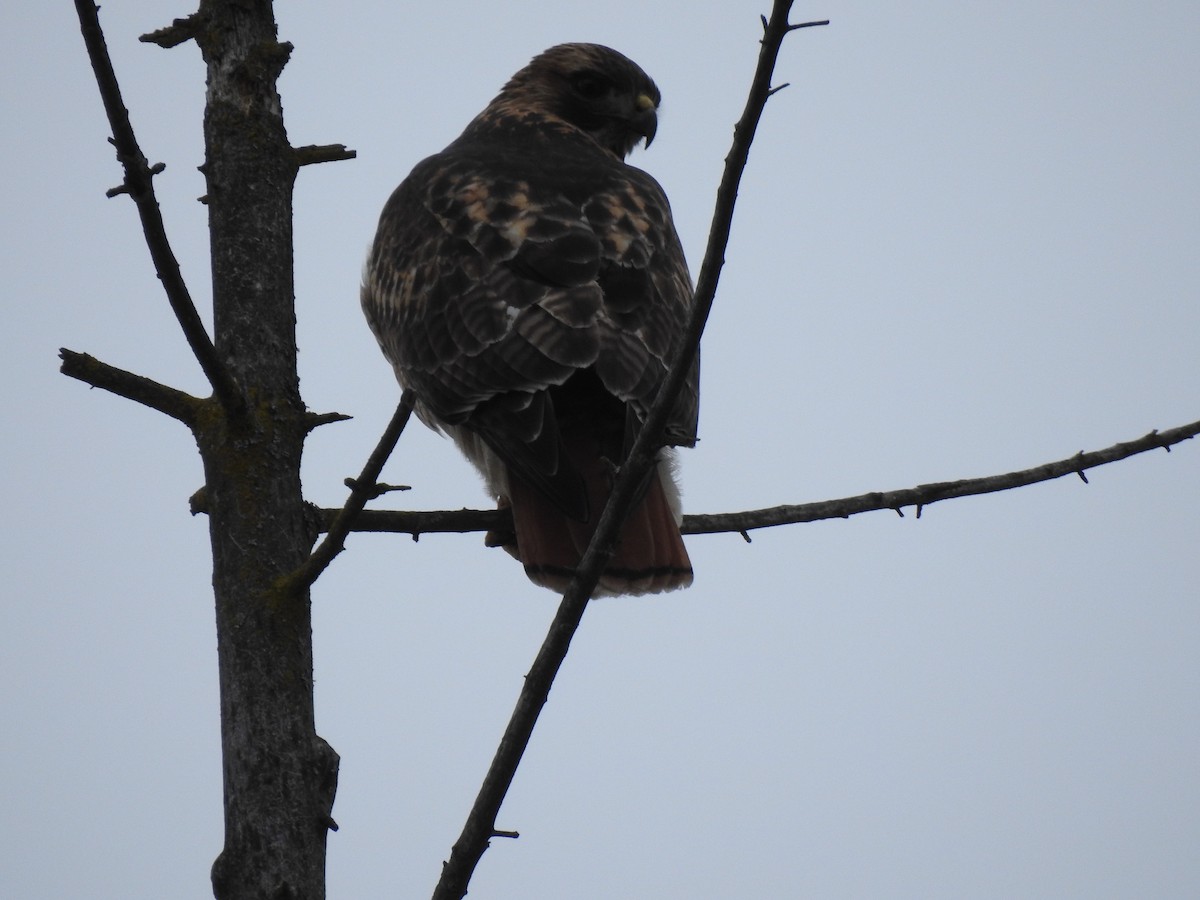 Red-tailed Hawk - ML300982011