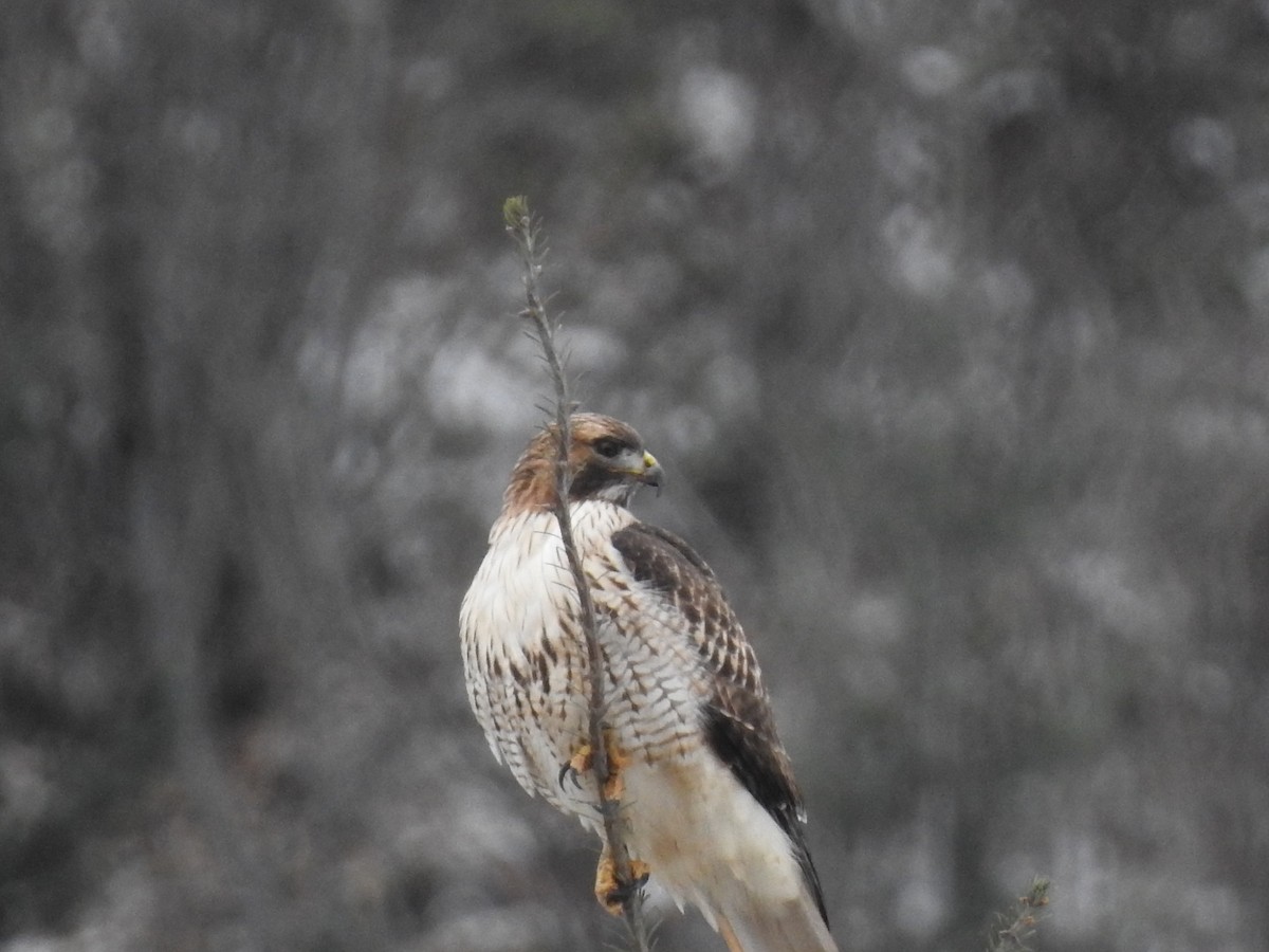 Red-tailed Hawk - ML300982161