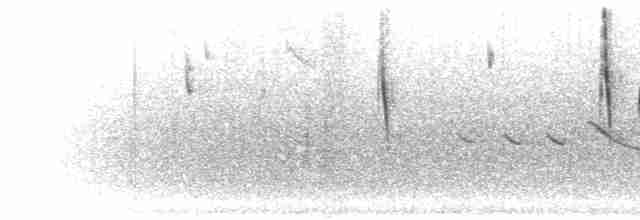 Светлокрылая трясохвостка - ML300984