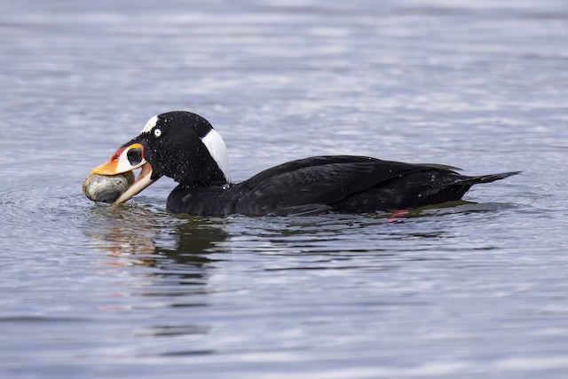 アラナミキンクロ Ebird