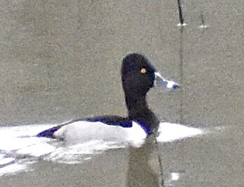 Ring-necked Duck - ML300990701