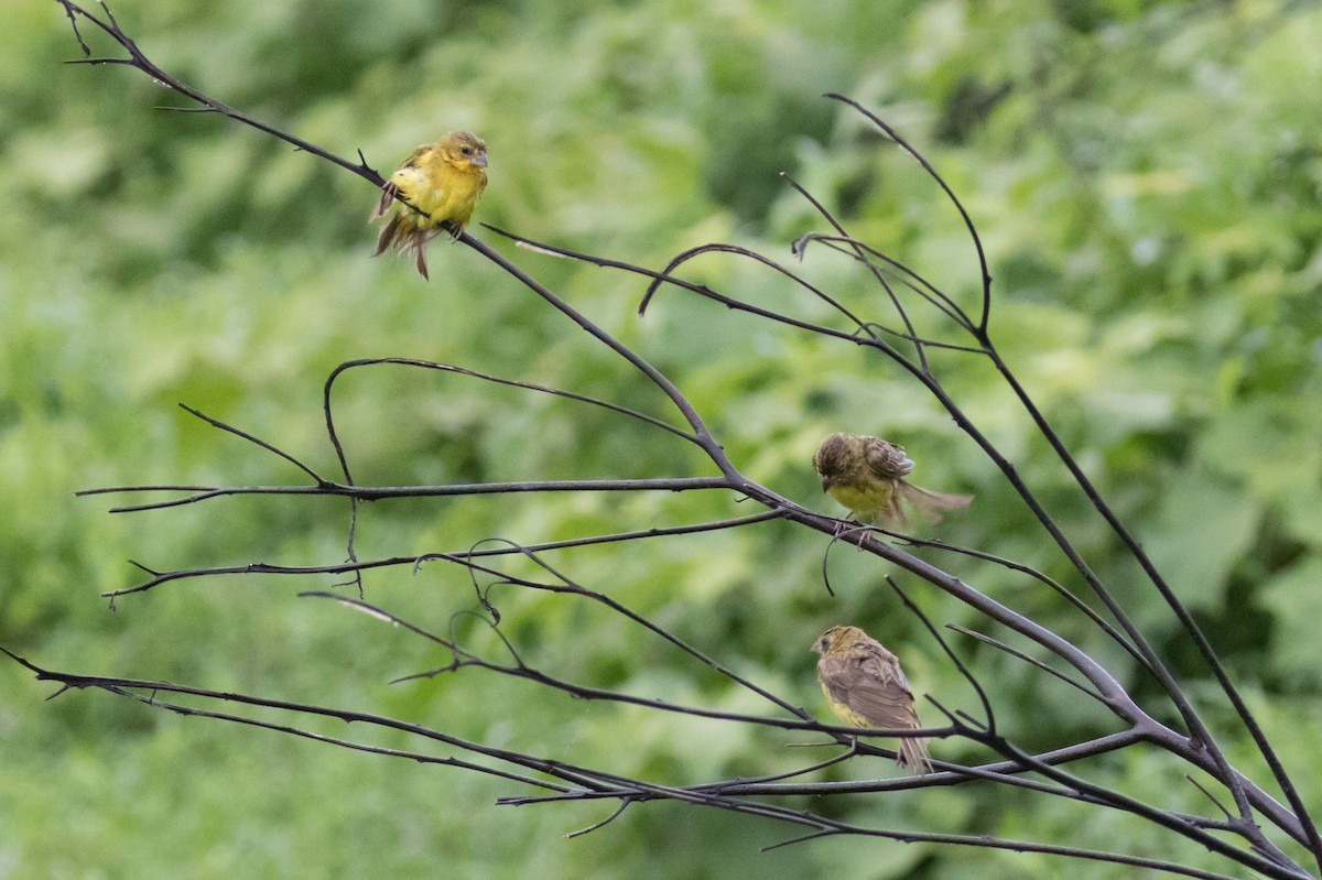 Grassland Yellow-Finch - Kamal Mahabir