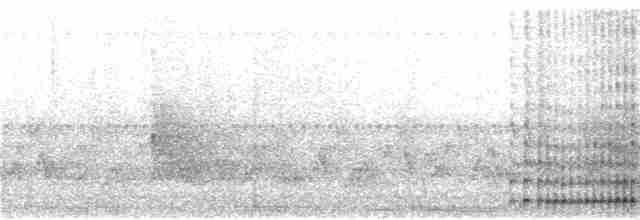 svartkronebrednebb - ML300998551