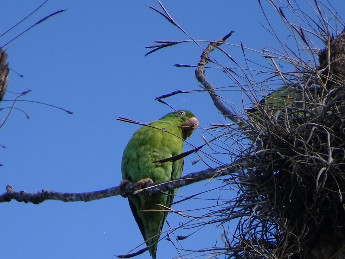 Orange-chinned Parakeet - Angel Fong (Go Bird Honduras)