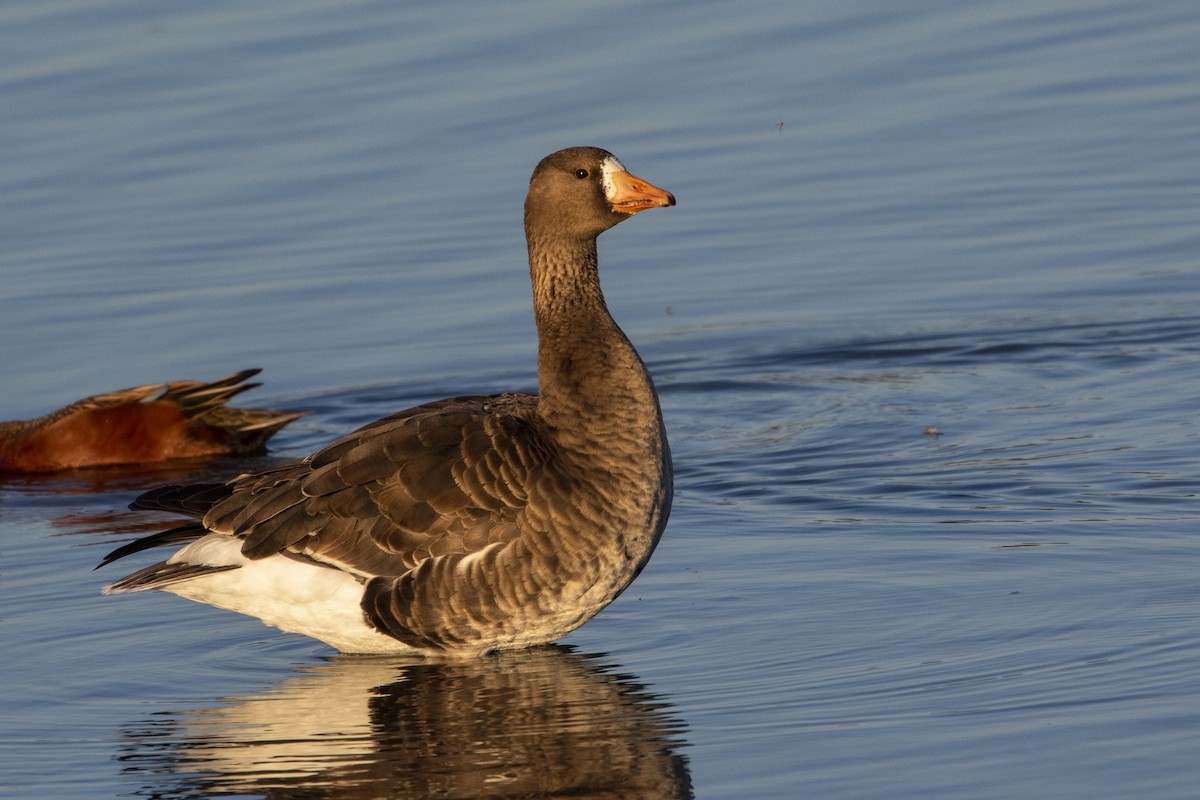 Greater White-fronted Goose (Western) - Connor Cochrane