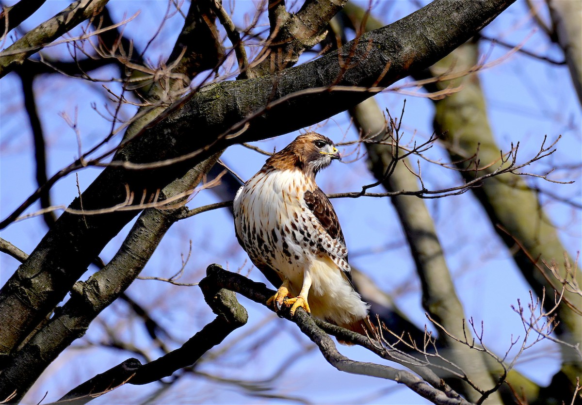 Red-tailed Hawk - ML301005671