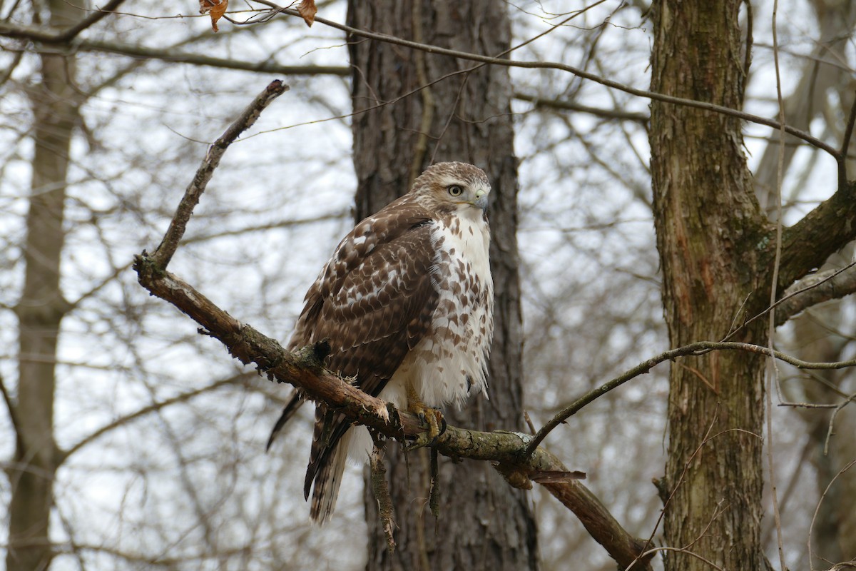 Red-tailed Hawk - ML301006021
