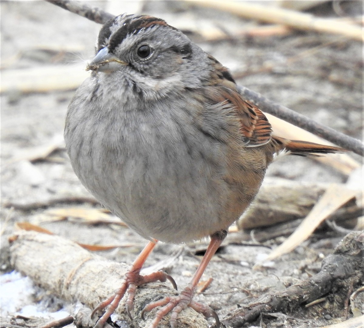 Swamp Sparrow - ML301018901