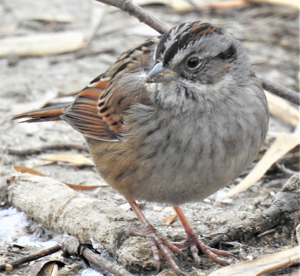 Swamp Sparrow - ML301018911