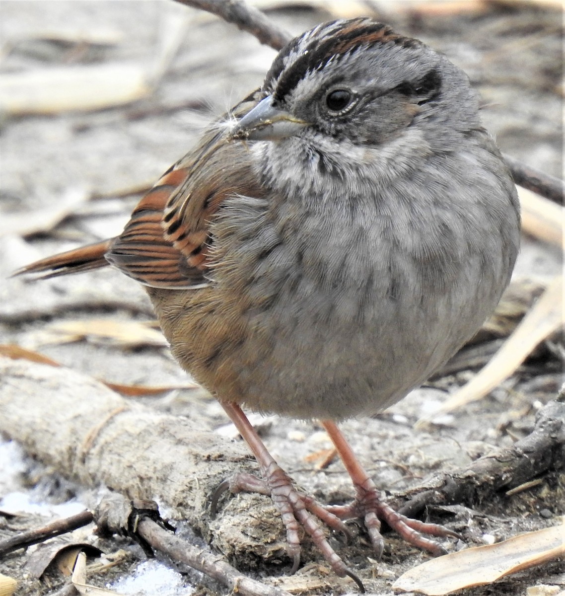 Swamp Sparrow - ML301018921