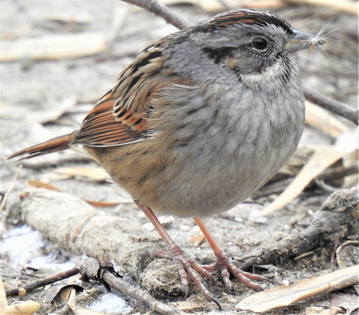 Swamp Sparrow - ML301018951
