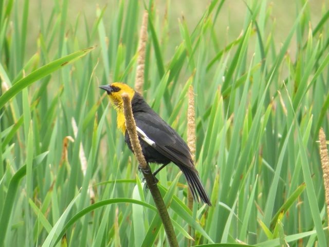 Yellow-headed Blackbird - Isaac  Denzer