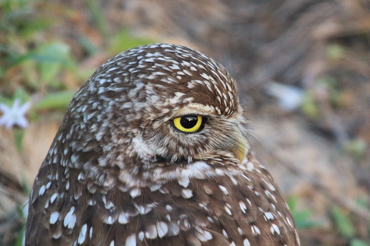 Burrowing Owl - ML301023181