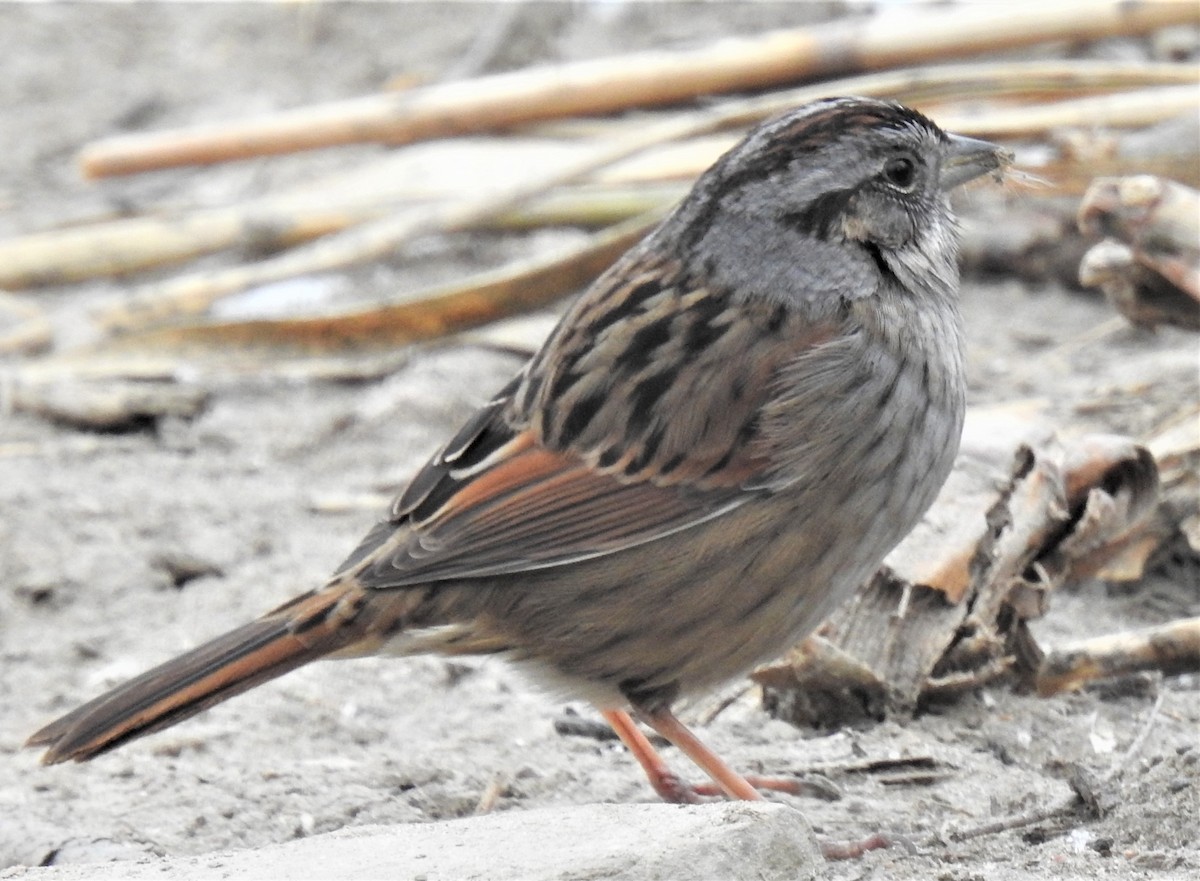 Swamp Sparrow - ML301023661