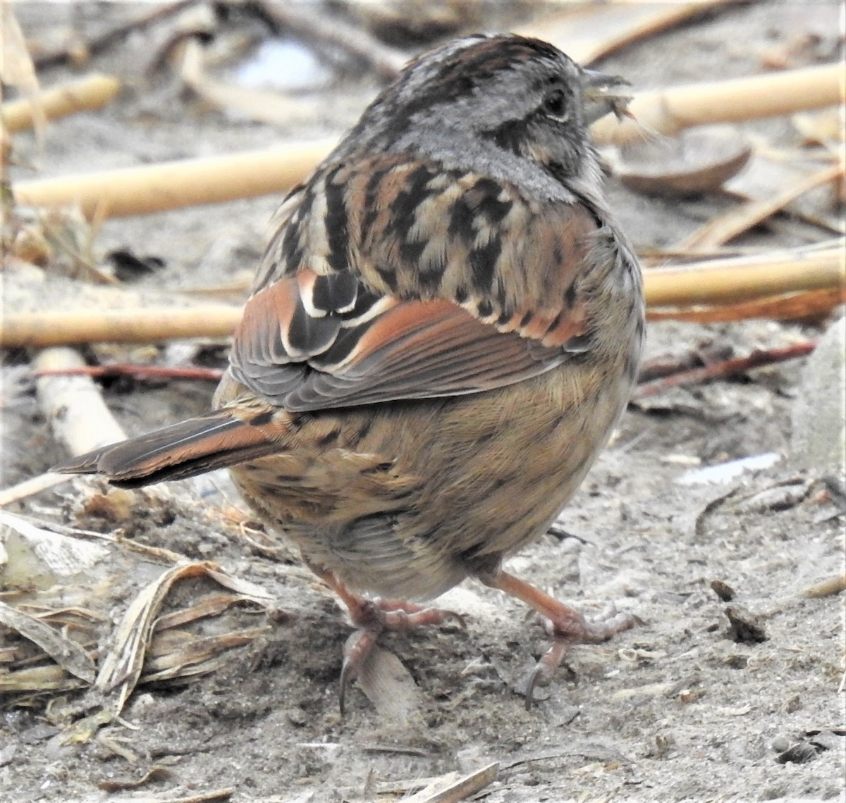 Swamp Sparrow - ML301023671