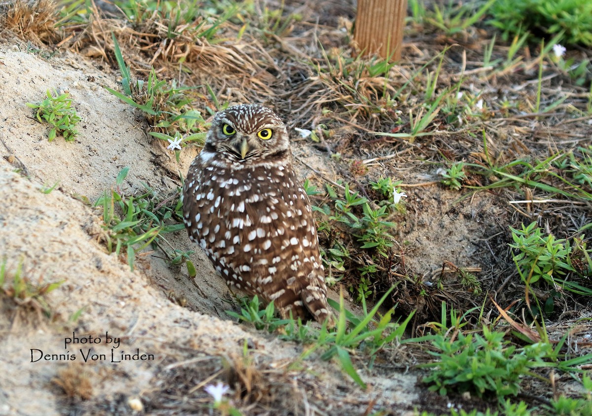 Burrowing Owl - Dennis Von Linden
