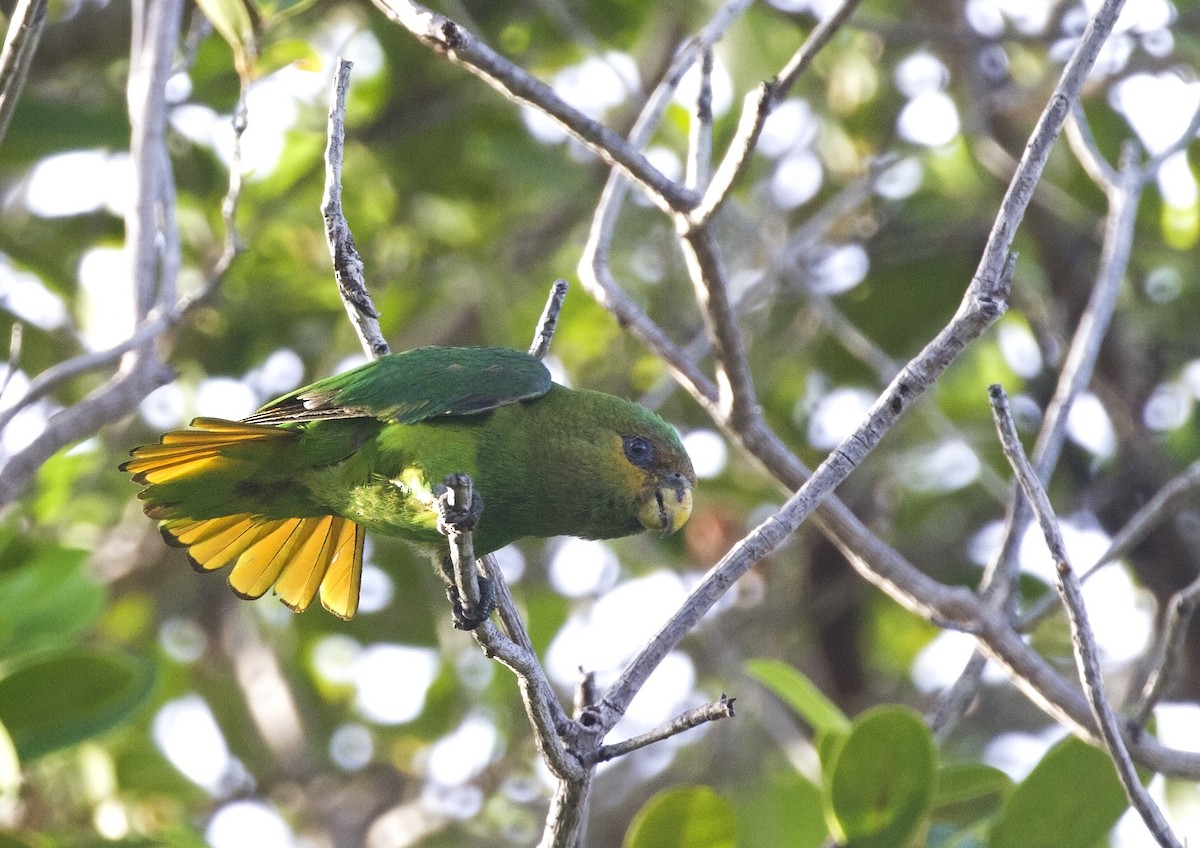 Golden-tailed Parrotlet - ML301025081