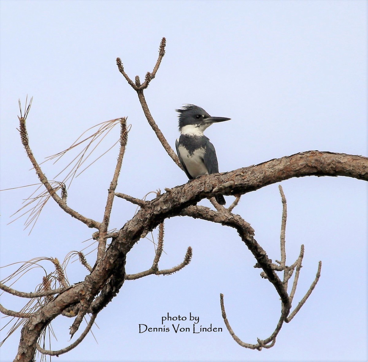Belted Kingfisher - Dennis Von Linden